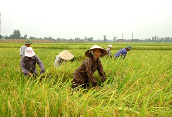 mơ thấy gặt lúa